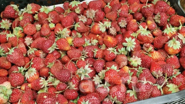 Клубника